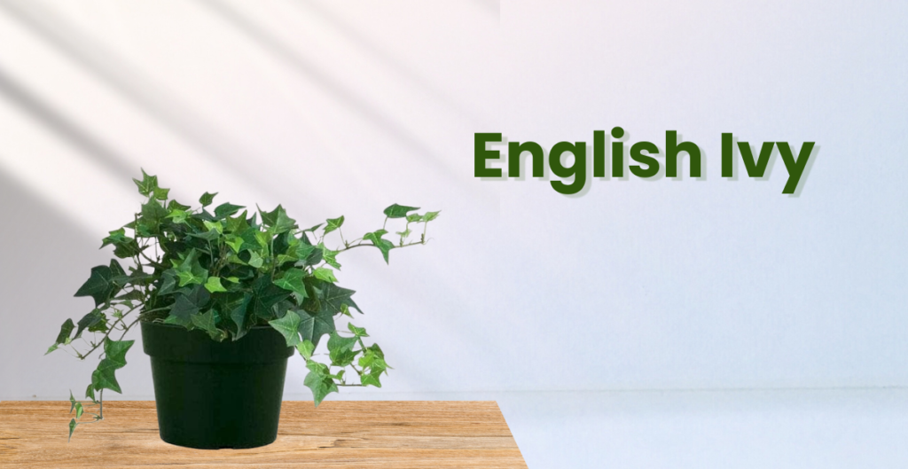 English Ivy