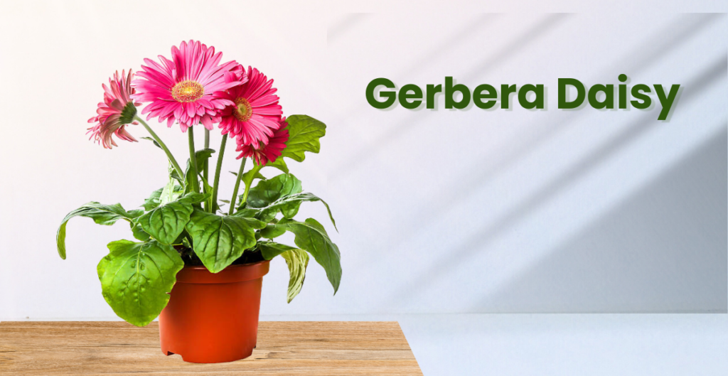 Gerbera Daisy