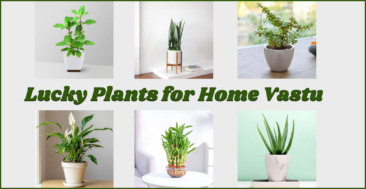 lucky plants for home vastu​