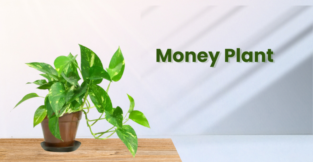 Money Plant