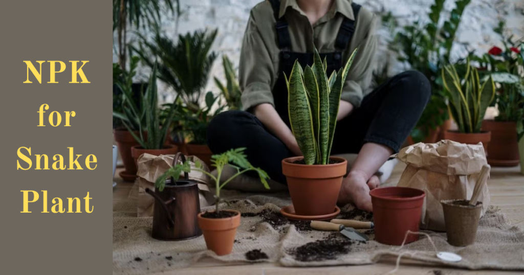 Fertilizer for Snake Plants - A Complete Guide for Beginners 4 NPK for Snake Plant