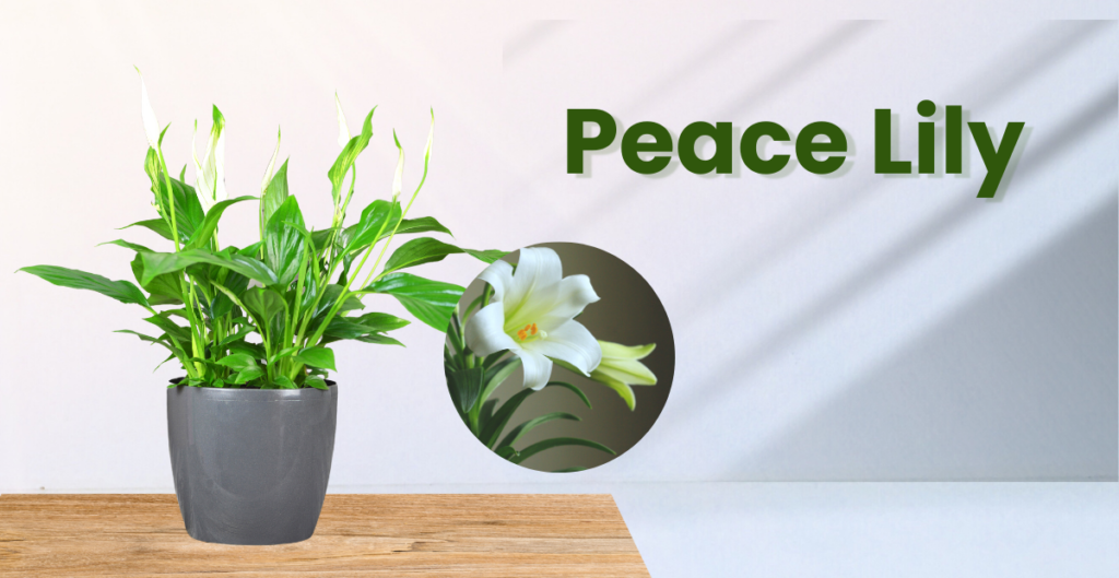 Peace Lily