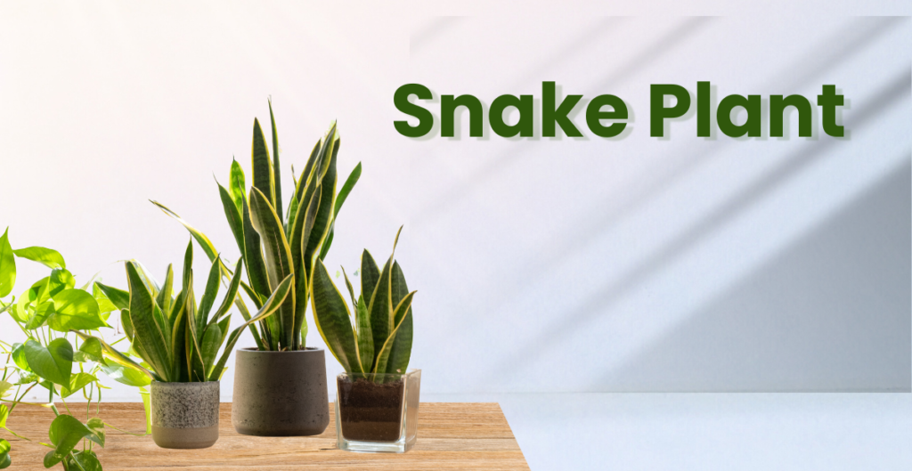 Snake Plant