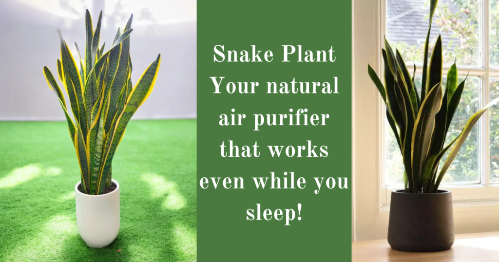 Snake Plant