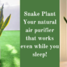 Snake Plant