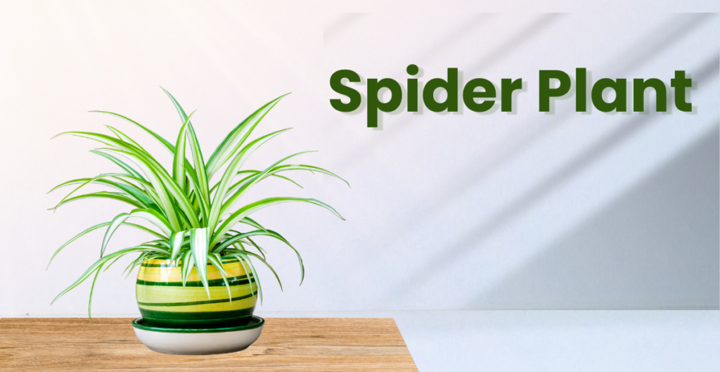 Spider Plant