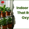 indoor palnts