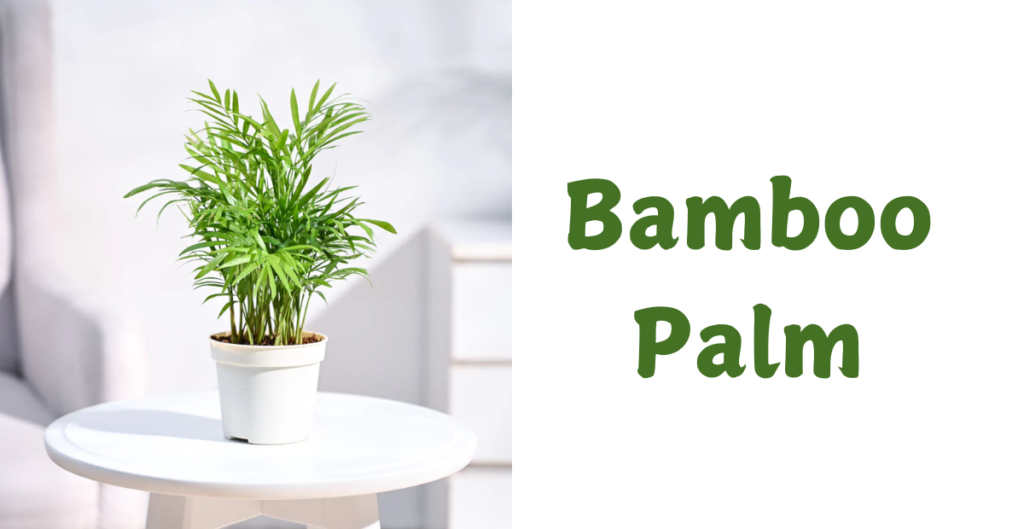 Lucky Plants for Your Home 8 Bamboo Palm