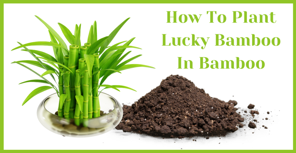 How to Plant Lucky Bamboo in Soil?