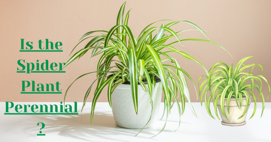 Is the Spider Plant Perennial? Discover Its Lifespan and Growth Habits