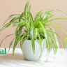 Is the Spider Plant Perennial? Discover Its Lifespan and Growth Habits