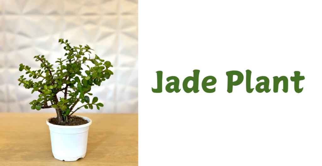 Lucky Plants for Your Home 4 Jade Plant 1