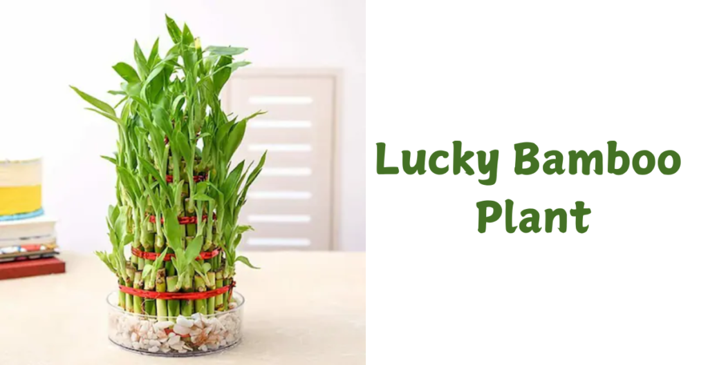 Lucky Plants for Your Home 2 Lucky Bamboo Plant