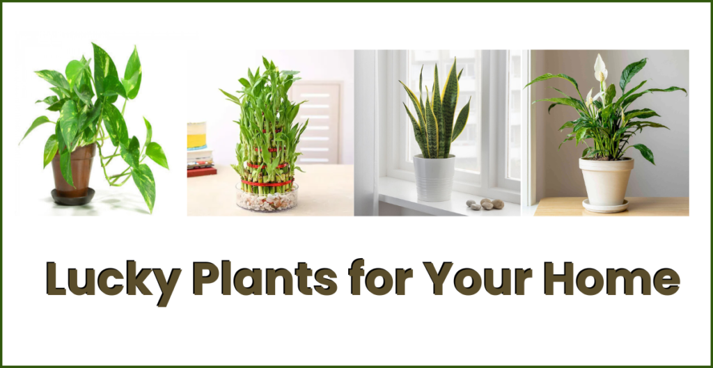 lucky plants for your home