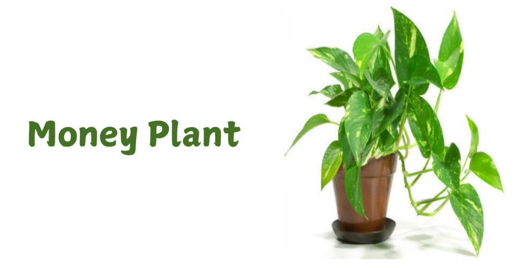 Lucky Plants for Your Home 3 Money Plant