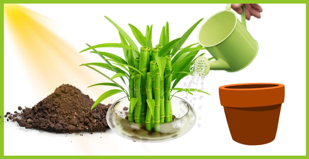 How to Plant Lucky Bamboo in Soil? 2 Needs for bamboo plant