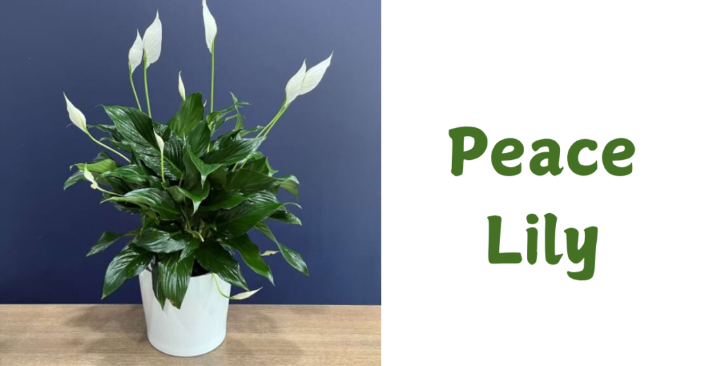 Lucky Plants for Your Home 6 Peace Lily 1