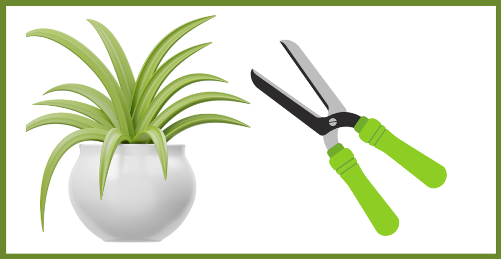 Is the Spider Plant Perennial? Discover Its Lifespan and Growth Habits 7 Pruning