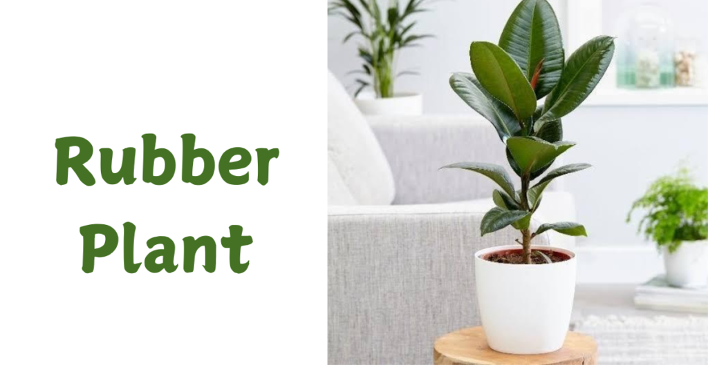 Lucky Plants for Your Home 7 Rubber Plant