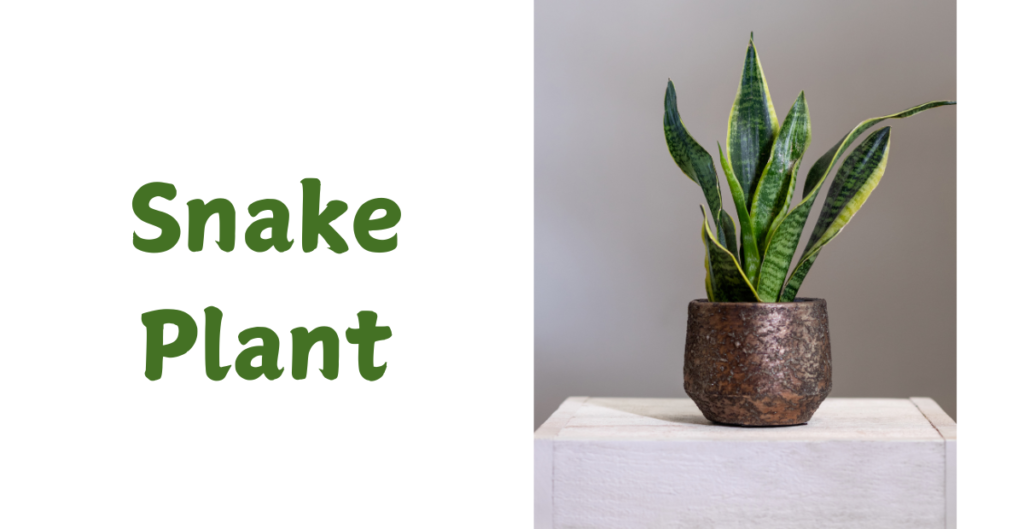 Lucky Plants for Your Home 5 Snake Plant 1