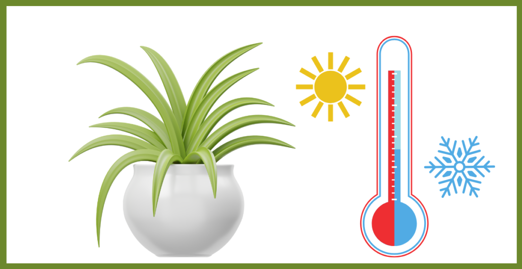 Is the Spider Plant Perennial? Discover Its Lifespan and Growth Habits 4 Temperature