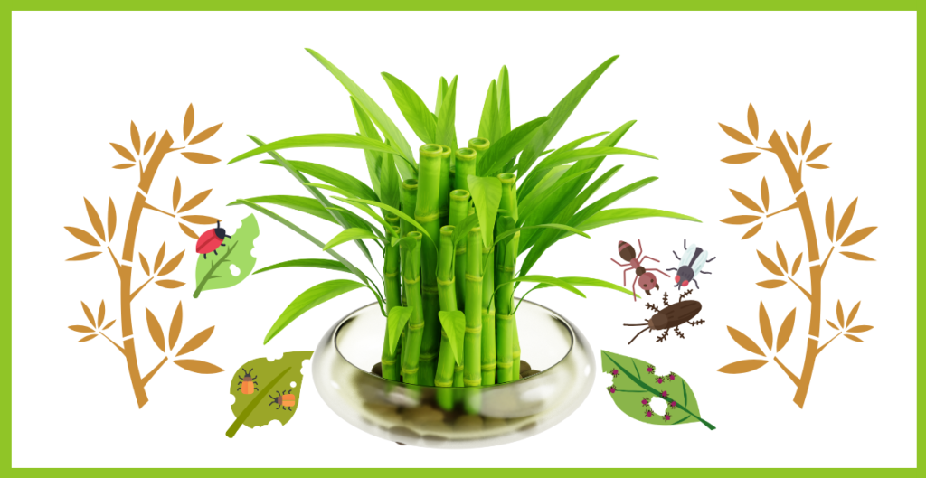 How to Plant Lucky Bamboo in Soil? 3 bamboo plant pest