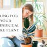 How to Care for Cylindrical Snake Plant
