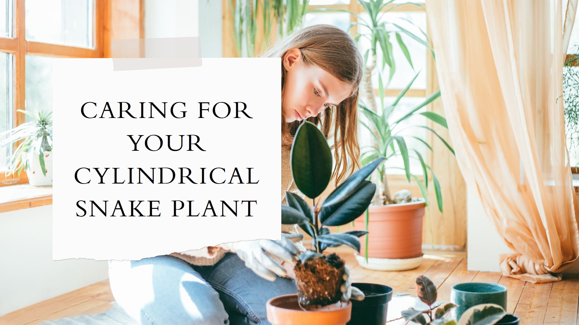 How to Care for Cylindrical Snake Plant
