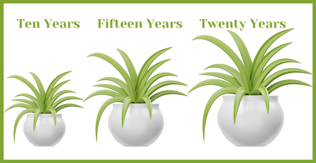 Is the Spider Plant Perennial? Discover Its Lifespan and Growth Habits 2 lifespan of spider plant 1