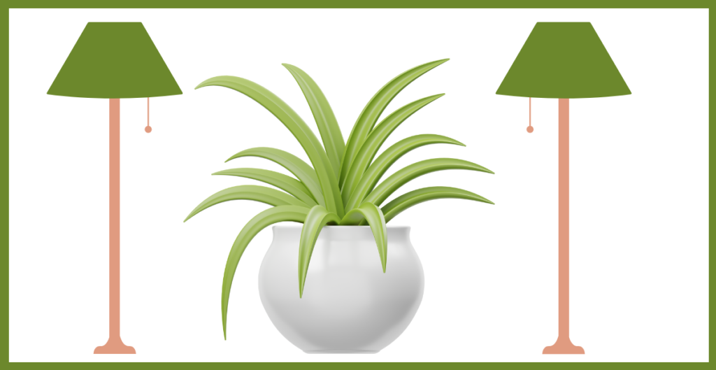 Is the Spider Plant Perennial? Discover Its Lifespan and Growth Habits 3 light for spider plant