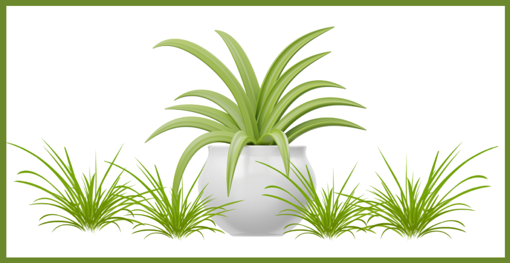 Is the Spider Plant Perennial? Discover Its Lifespan and Growth Habits 8 propagation