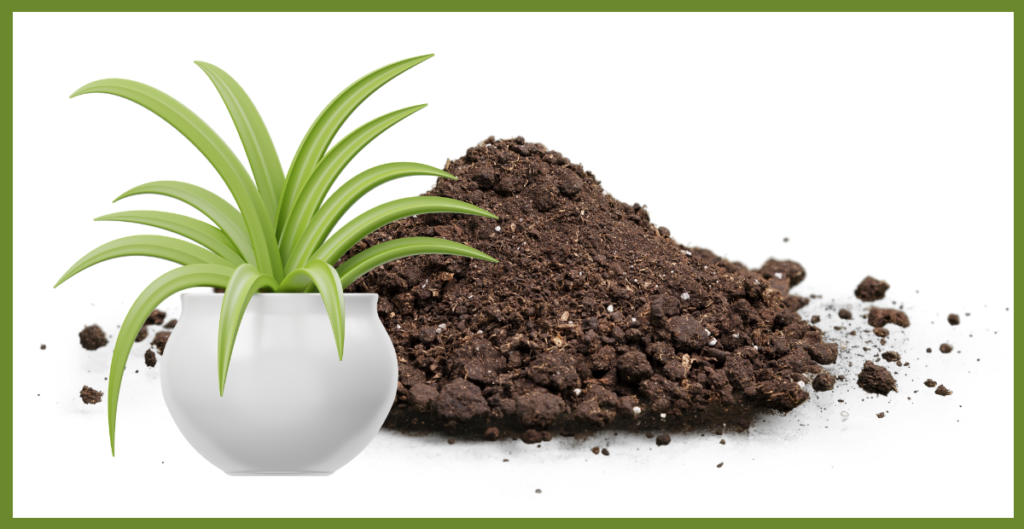 Is the Spider Plant Perennial? Discover Its Lifespan and Growth Habits 5 soil