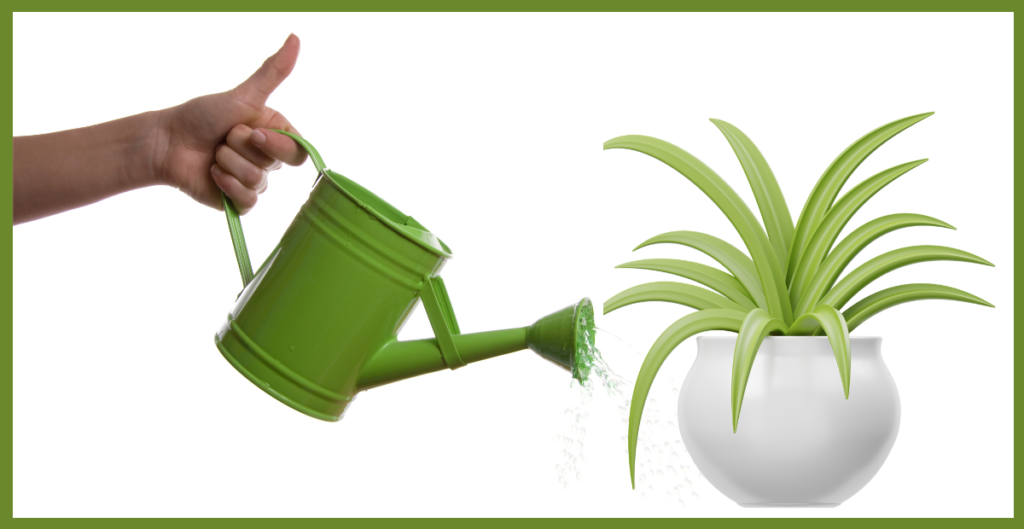 Is the Spider Plant Perennial? Discover Its Lifespan and Growth Habits 6 watering