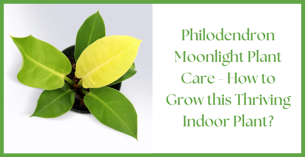 Philodendron Moonlight Plant Care - How to Grow this Thriving Indoor Plant?