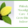 Philodendron Moonlight Plant Care - How to Grow this Thriving Indoor Plant?