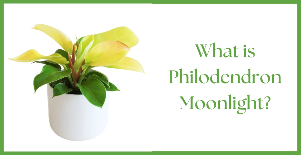 Philodendron Moonlight Plant Care - How to Grow this Thriving Indoor Plant? 2 Philodendron Moonlight