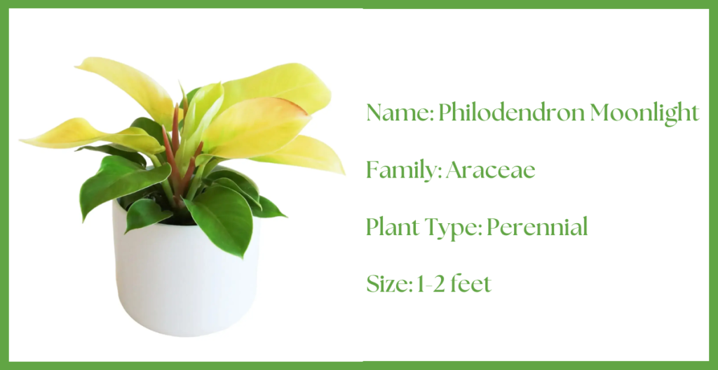 Philodendron Moonlight Plant Care - How to Grow this Thriving Indoor Plant? 3 Philodendron Moonlight