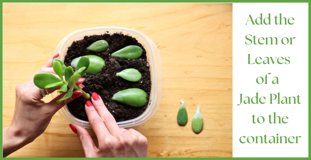 How To Propagate a Jade Plant? 12 Add Stem or leafs