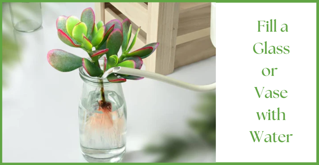 How To Propagate a Jade Plant? 17 Fill a glass with water