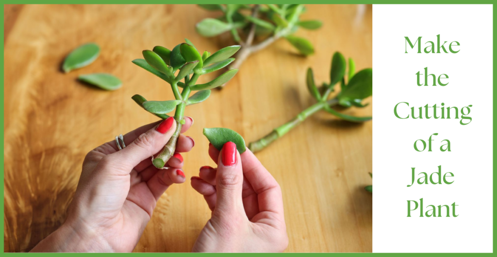 How To Propagate a Jade Plant? 5 Jade plant cut
