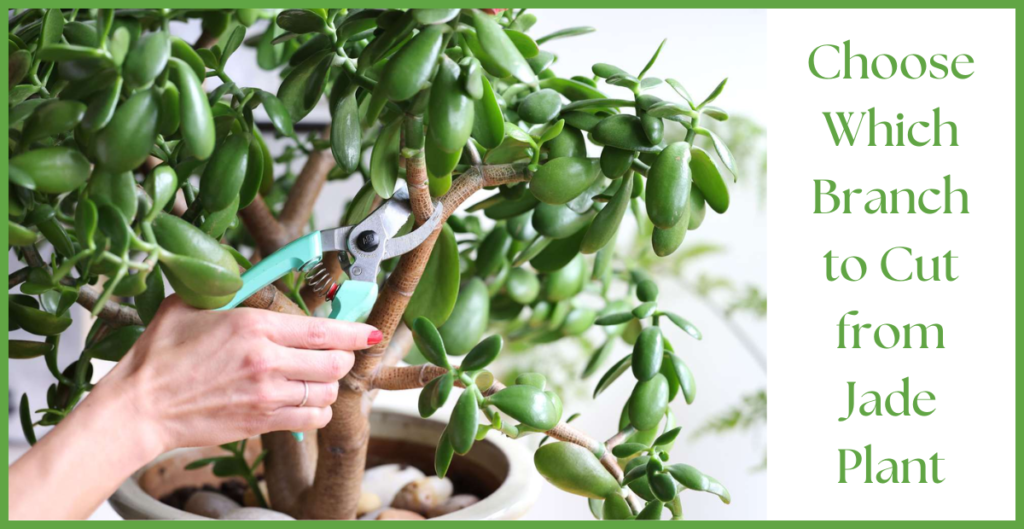 How To Propagate a Jade Plant? 4 Choose Which Branch to Cut
