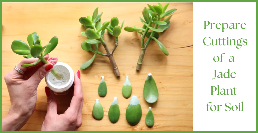 How To Propagate a Jade Plant? 10 Prepare cuttings