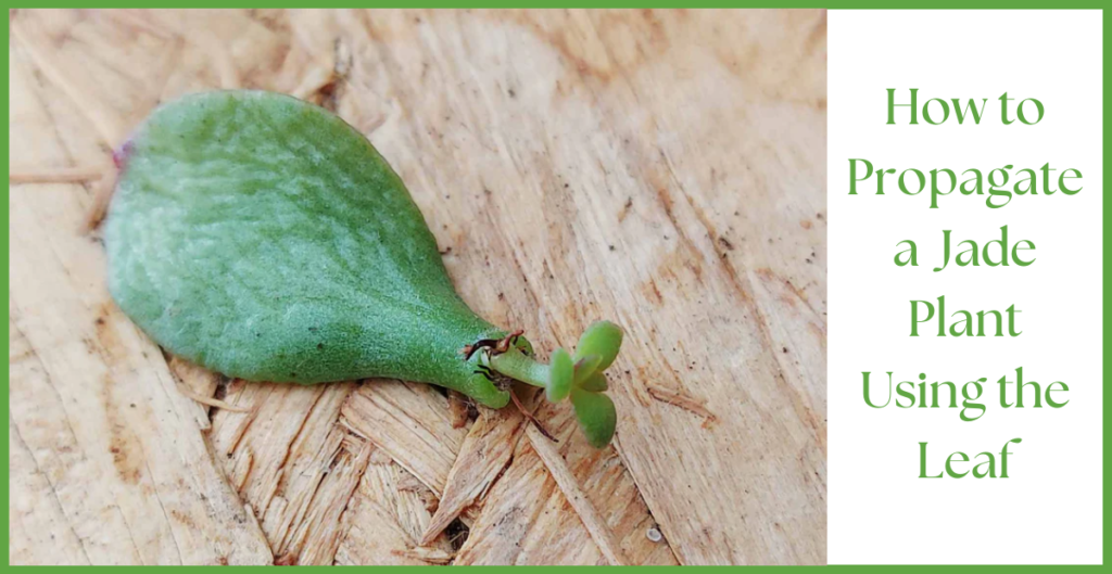 How To Propagate a Jade Plant? 8 Propagation by leaf