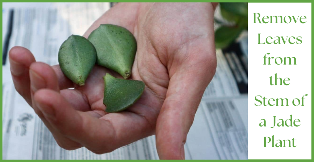 How To Propagate a Jade Plant? 16 Remove leaves 1
