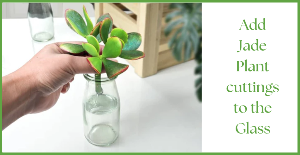 How To Propagate a Jade Plant? 18 add plants