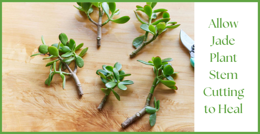 How To Propagate a Jade Plant? 15 allow to heal