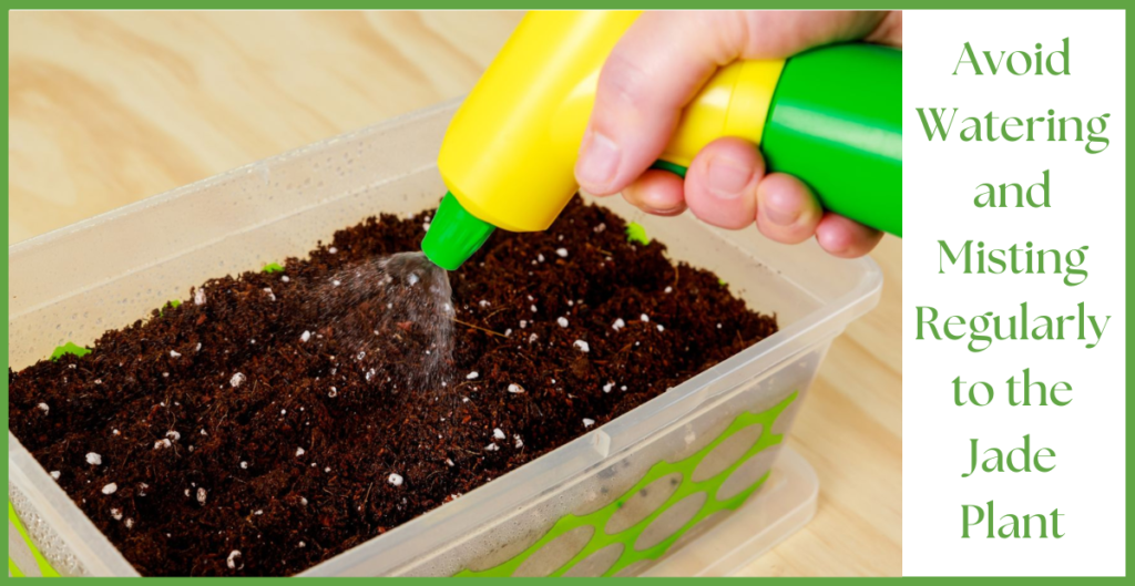 How To Propagate a Jade Plant? 13 avoid watering