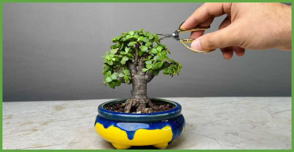 How To Propagate a Jade Plant?