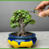 How To Propagate a Jade Plant?