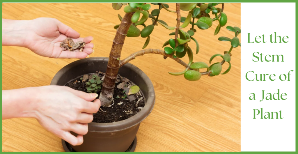 How To Propagate a Jade Plant? 7 jade plant cure